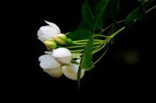 七里香花有毒吗?七里香的花香对人体有什么影响?
