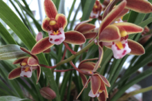 兰花什么时候开花?兰花花期要怎样护养?