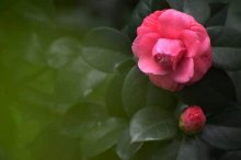 茶花对家里的风水有影响吗?茶花养殖在家里好不好?