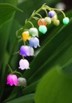 铃兰花的花语是什么？铃兰花花语寓意介绍大全！