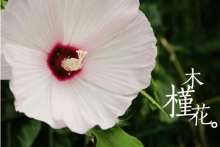 木槿花语是什么?木槿花有什么特殊含义?木槿花语介绍！