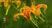 ​萱草的花语有哪些？​原来萱草的花语隐藏这么多内蕴？