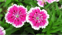 石竹花语是什么？不同的石竹品种代表着什么含义？石竹花语介绍！