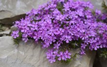 福禄考花期是什么时候？福禄考花期大揭秘!