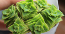 十字星锦怎么繁殖?用这种方法繁殖成功率更高!
