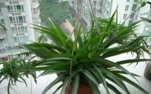 什么植物适合室内养殖呢?原来这些植物都可以养殖在室内!