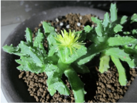 芳香波什么时候开花？芳香波开花这么好看 花期你一定不能错过!