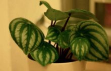 房间阴暗该养些什么植物呢?原来这几种喜阴植物最适合室内养殖!