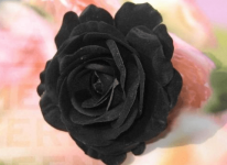 黑玫瑰的花语是什么?黑玫瑰凄美的传说你了解多少?