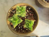 星王子多肉养殖方法介绍!你会养出翠绿剔透的星王子吗?
