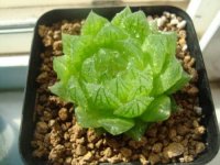 樱水晶繁殖成活率不高怎么办?看这里教你学会正确的樱水晶繁殖方法!