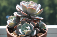 红粉台阁开花会死是真的吗？红粉台阁开花会死是谣言吗？