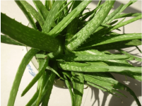 中华芦荟可以吃吗?中华芦荟有毒吗?