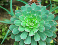 怎样使红缘莲花掌爆棚?红缘莲花掌的养殖方法详细介绍!