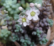 姬星美人会开花吗？姬星美人花语是什么呢？