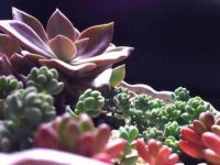 多肉初恋该怎么养?简单几招轻松学会养殖多肉初恋!
