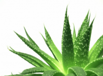 中华芦荟可以直接涂脸吗?中华芦荟可以美容吗？