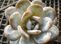 多肉雪莲夏天怎么养？你的多肉雪莲夏天是这样养的吗？