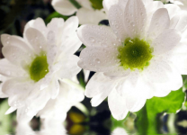 白菊花花语是什么?不同颜色菊花的花语有哪些不同?