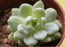 羡慕别人家弹吹欲破的凝脂莲?教你养出“别人家的”凝脂莲!