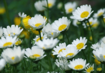 送白菊花是什么意思?白菊花象征着什么?