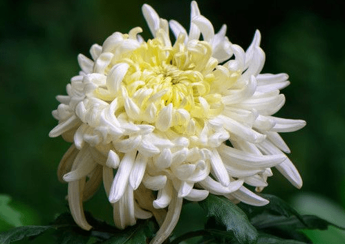 逝者安息菊花图片