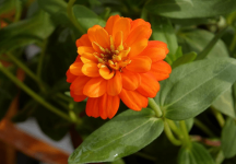 百日菊花期是在什么时候?那些因素会影响它开花?