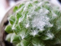 蛛丝卷绢的繁殖方法你还不会?它的繁殖方法真的太简单了!