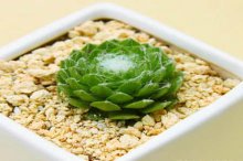 蛛丝卷绢怎么养?学会这些让你的蛛丝卷绢充满生机!