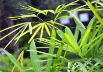 观音竹开花吗?适合在卧室养吗?
