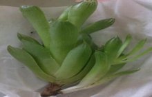 草玉露徒长该怎么办?简单几招轻松解决草玉露徒长问题!