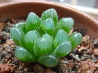 你还在纠结草玉露和姬玉露哪个好?看完这些就能明白草玉露和姬玉露的区别!