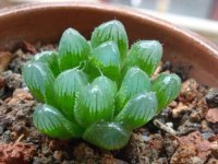 对草玉露的繁殖方式感到困惑?看完这些分分钟明白草玉露的繁殖