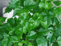 大盆栽植物介绍！这些植物你都认识吗？