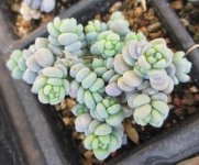 青星美人该怎样养?简单几招让青星美人轻松爆盆!