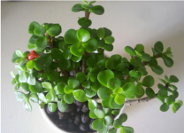 马齿苋树怎么养才会开花?这样养殖马齿苋树不开花都难哦!