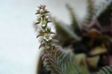 茜之塔开花你见过吗?让茜之塔开花的方法都在这里！