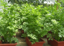 盆栽蔬菜种植方法！你种植过盆栽蔬菜吗？