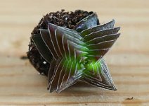 你真的会养茜之塔吗?正确的养殖方法了解一下吗