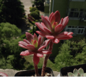 红稚莲怎么养??这样做使红稚莲迅速爆盆！