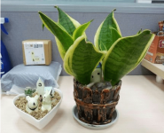 短叶虎尾兰最大可以长多大?短叶虎尾兰怎样进行繁殖?