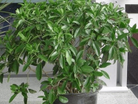 非洲茉莉开花吗?怎样修剪的非洲茉莉更美观?