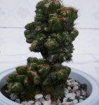 你还没见过山影拳开花?山影拳养到开花的方法都在这里!