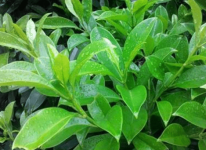 非洲茉莉的养殖方法!教你养出更秀丽的非洲茉莉!