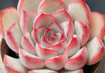 花月夜开花后要怎么处理？你的花月夜是这样处理的吗？