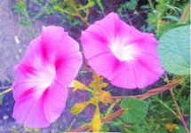 牵牛花的花期是什么时候?这时候开的花朵不容错过!