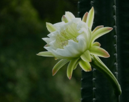 龙骨柱会开花吗?开的花长什么样?