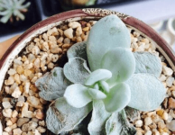 霜之朝发霉腐烂该怎么办？霜之朝发霉腐烂时他们竟然这样做！