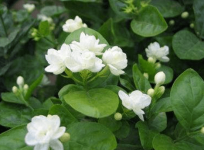 非洲茉莉需要多久浇一次水?浇水要注意哪些呢?