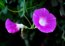 牵牛花是夕颜花吗?原来夕颜花这么令人怜惜!